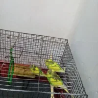 مرغ عشق 3 عدد