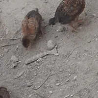 جوجه محلی
