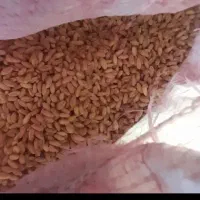 گندم برا مرغ وخروس