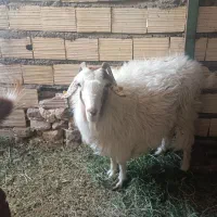 بز محلی نژاد دار آبستن