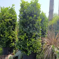 یاس هلندی جعبه ۶۰