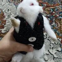 خرگوش کاملا دستی