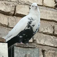 کبوتر|پرنده|شیراز, قلعه نو|دیوار