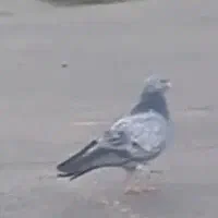 کبوتر رفته