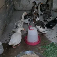 غاز محلی جوان