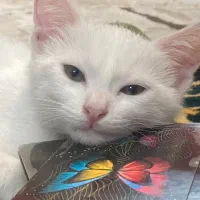 واگذاری رایگان dsh