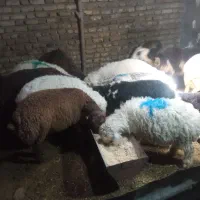 بره قوچ برای قربانی