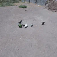 کبوتر پرشی