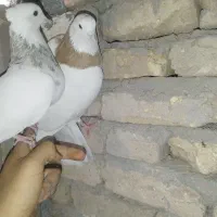 طوقی|پرنده|کبودرآهنگ, |دیوار