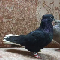 اشعل نر مست پرنده کبوتر