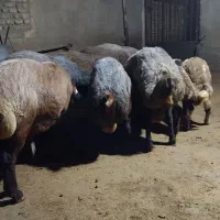 ۷تا قوچ داشتی وکشتاری