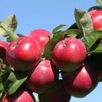 نیازمند 200 نفر برای سیب چیدن