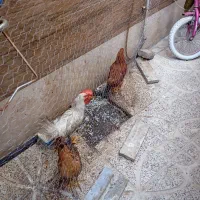 مرغ و خروس