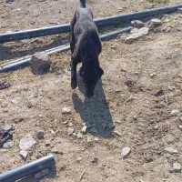 سگه ماده|سگ|رامیان, |دیوار