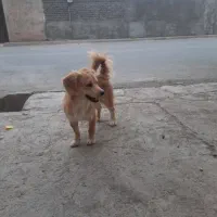 سگ پاکوتا