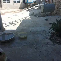 فروش کبوتر