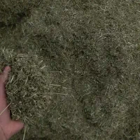 یونجه پرس و خرد شده  خشک انباری