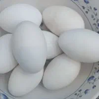 تخم مرغ محلی