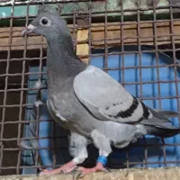 جوجه پلاکی