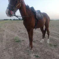 اسب