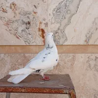 یک عدد کبوتر