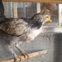 جوجه خروس چهل تاج گلین