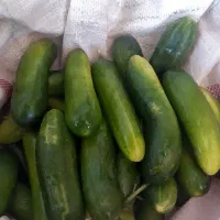 خیارنول ممتاز