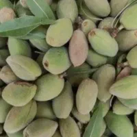 بادام تازه درختی