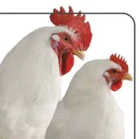 استخدام کارگر مرغداری