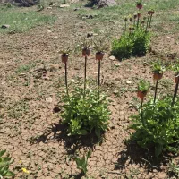 کارگر برای آبیاری و کشاورزی