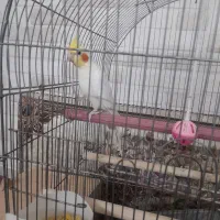 عروس هلندی مولد