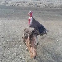 بوقلمون
