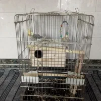 فروش دو عدد عروس هلندی با تمام وسایل