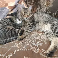 واگذاری گربه پیامک بدید