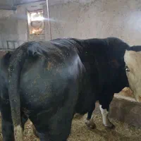 گوساله پرواری