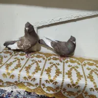 سینه قهوه ای ذات قدیم