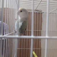 طوطی کوتوله