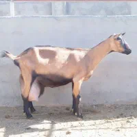 ابغوره فروشی