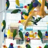 فنچ گلدین