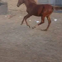 اسب