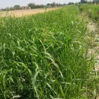 علوفه