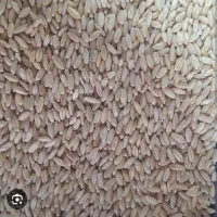 گندم بذری