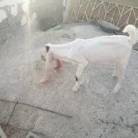 کهره نر گلابی