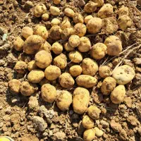 سیب زمینی بذری 402 کارلیا