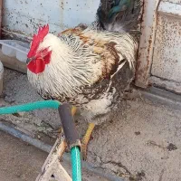 فروش فوری خروس