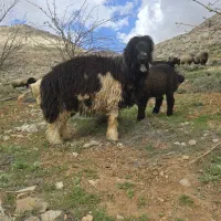 شیشک ترکی ۲سال