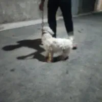 سگ پا کوتاه پشمالو