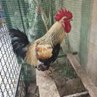 خروس|حیوانات مزرعه|زرگرشهر, |دیوار