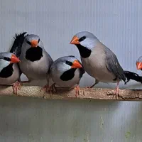 15 عدد فنج کرواتی بالغ