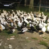 اردک گوشتی و تخم گذار